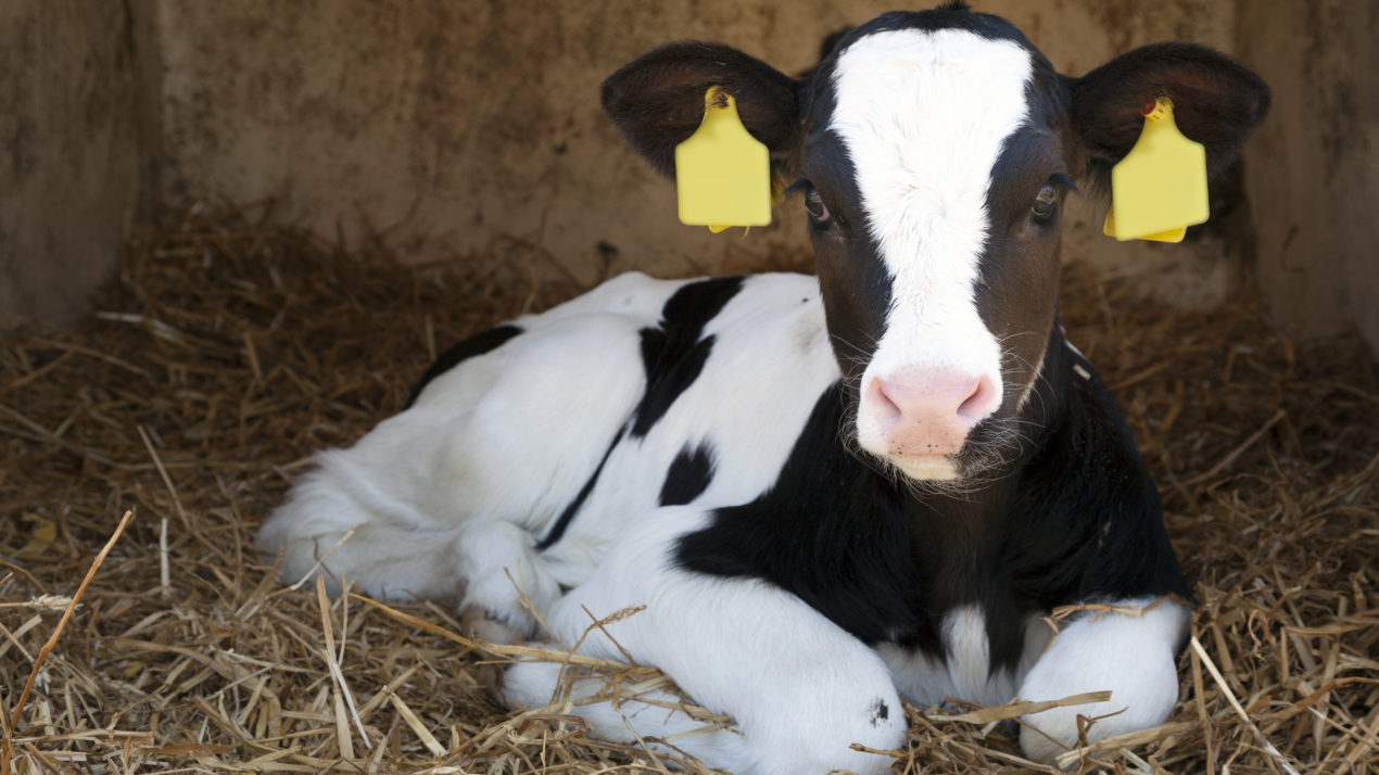 Research Shows Benefits of Pair and Group Calf Housing