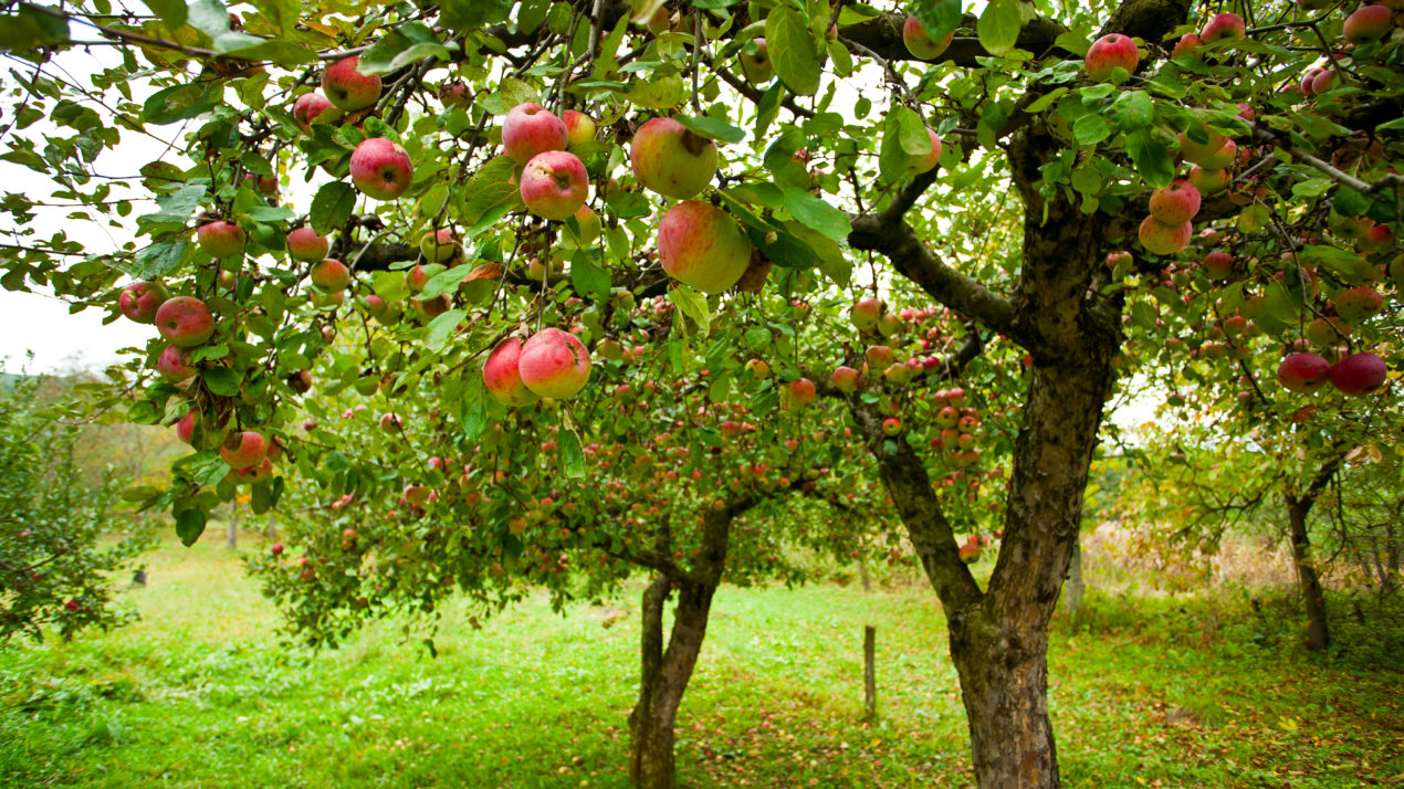 School for Beginning Apple Growers Offered in March