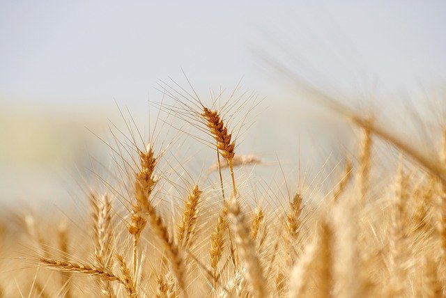 Modest Crop, Good Prices Projected For Wheat
