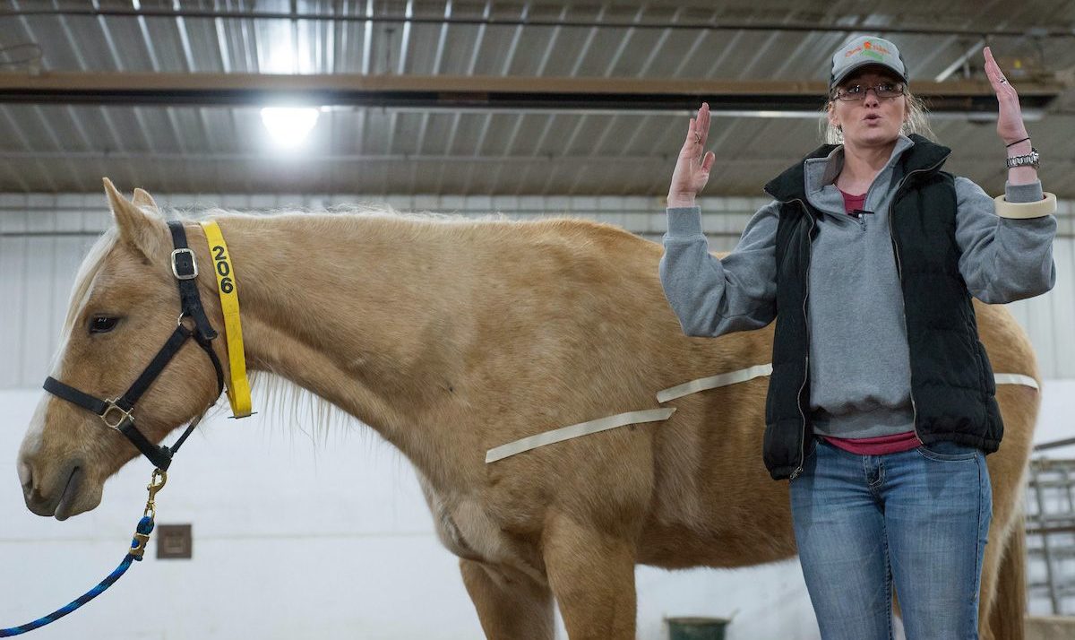 UW-River Falls Offering Youth Horse Judging Clinic