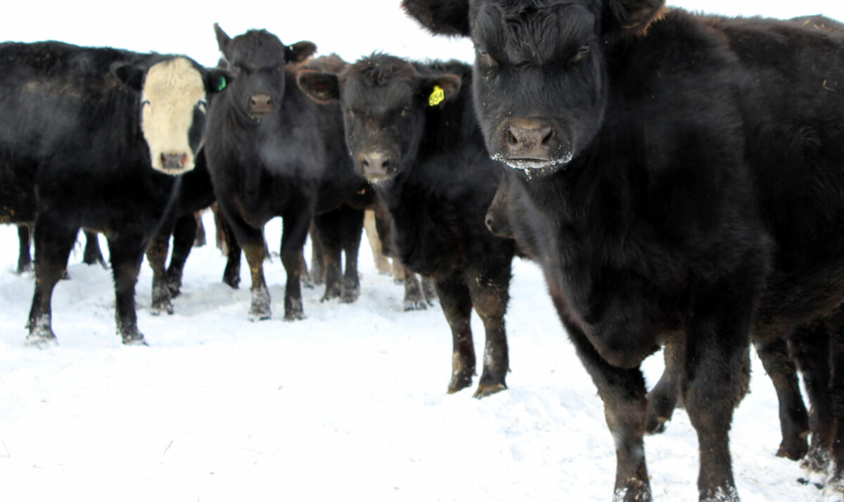 Cattle Prices Continue To Show Strength