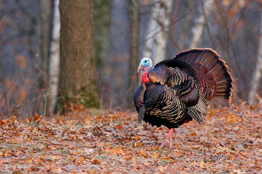 Turkey Harvest Up From Last Year
