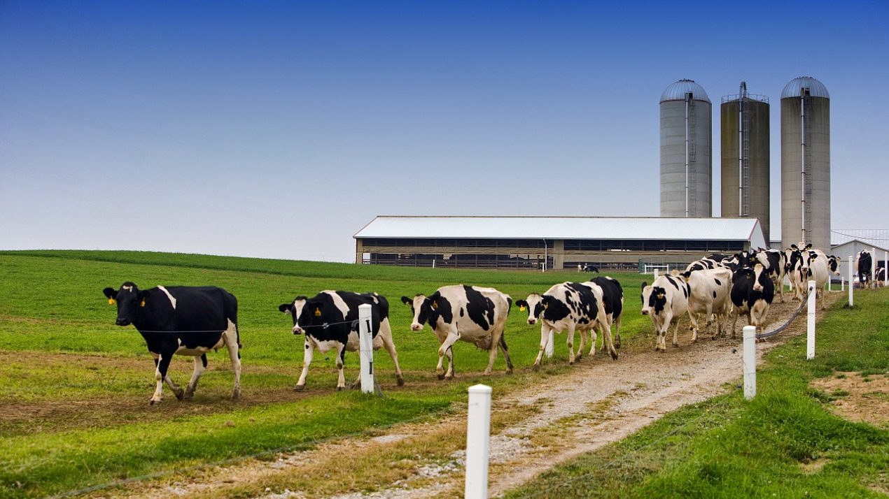 CFAP: Frequently Asked Questions by Dairy Farmers