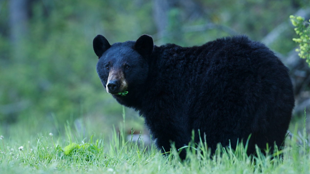 Important Changes To 2021 Bear Season Application
