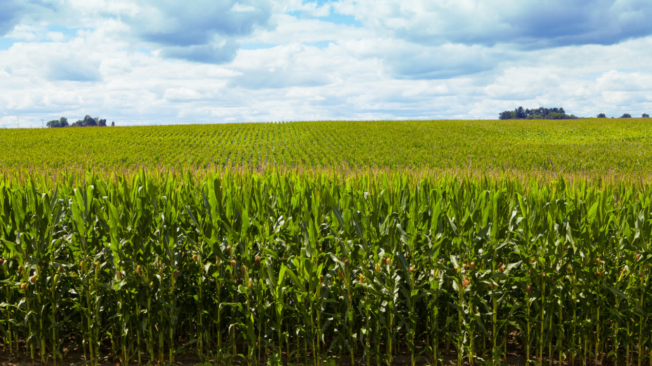 Rock County Leads State in Corn and Soy Production