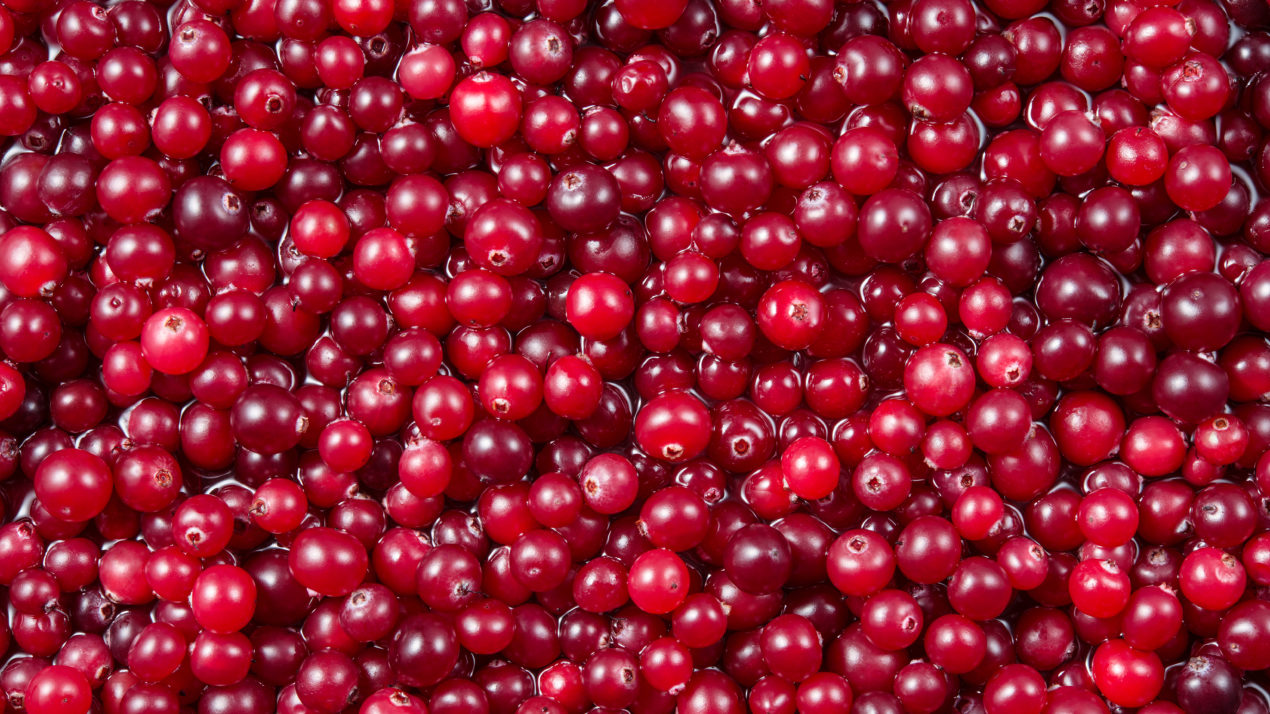 UW–Madison scientists part of $12.8 million effort to improve cranberries and blueberries