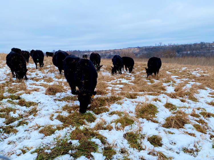 Meyer family embraces regenerative agriculture with diversified farming