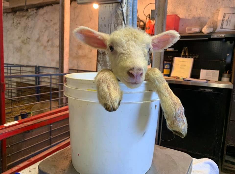 “It’s Been Crazy”- Lambing Season Keeps Producer Busy