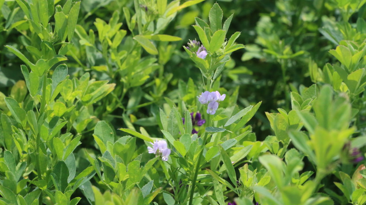 State forage specialist: early-start alfalfa growth isn’t immediate concern