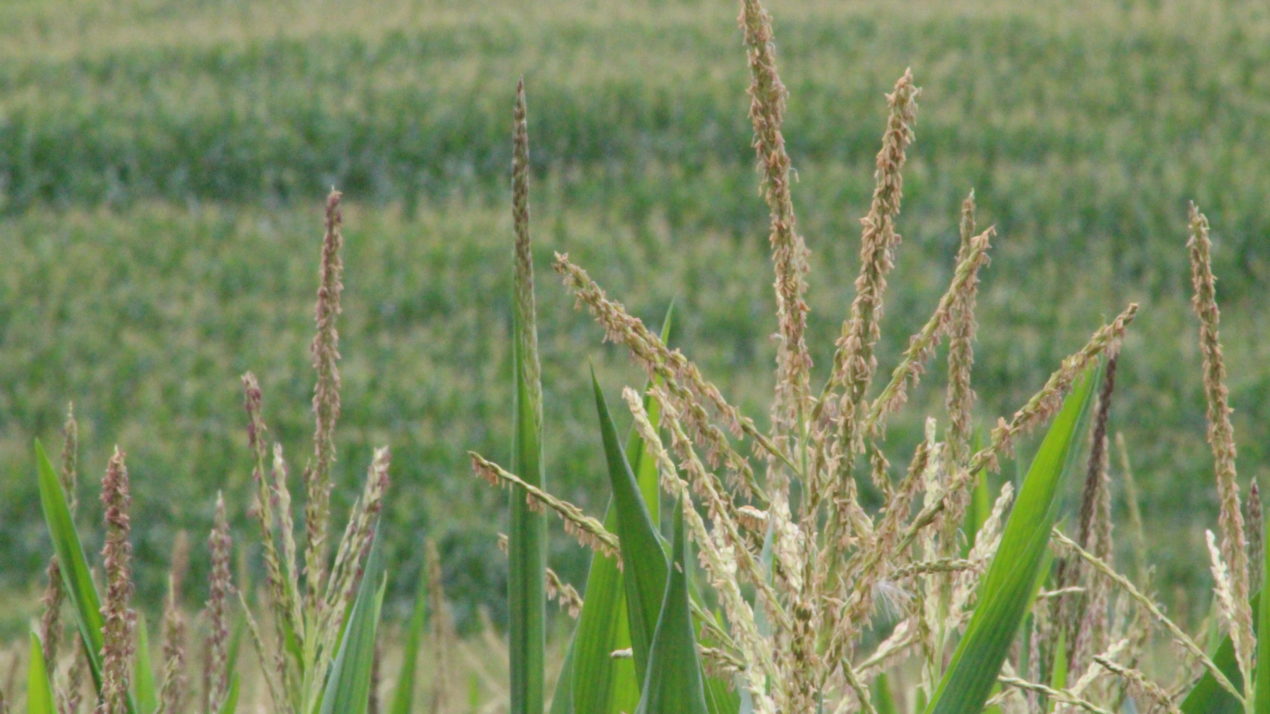 Analysts predict corn, soybean crop increases