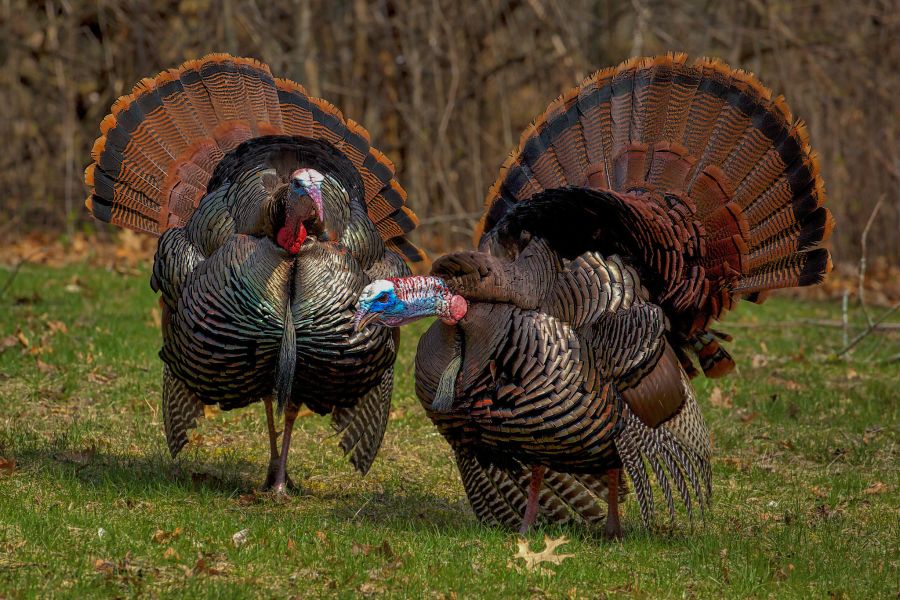 Healthy Turkey Hunt This Spring