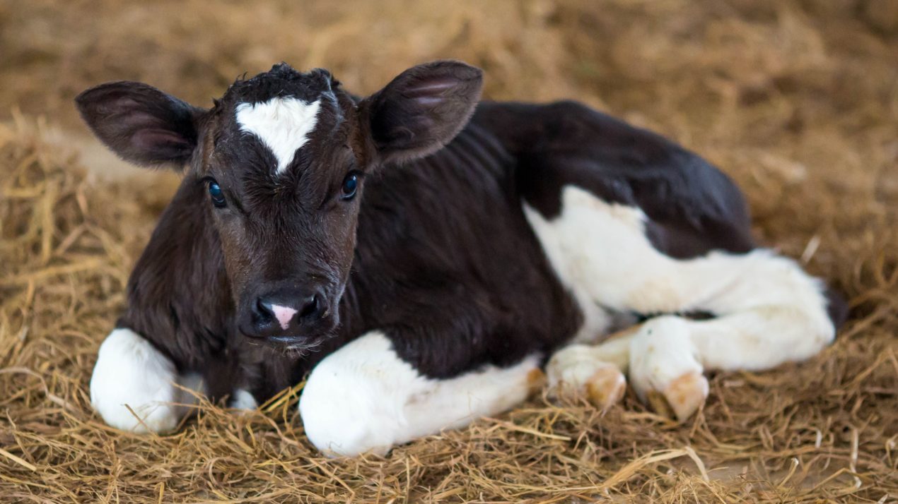 Dairy Calf And Heifer Turns To A Virtual Platform For Annual Conference