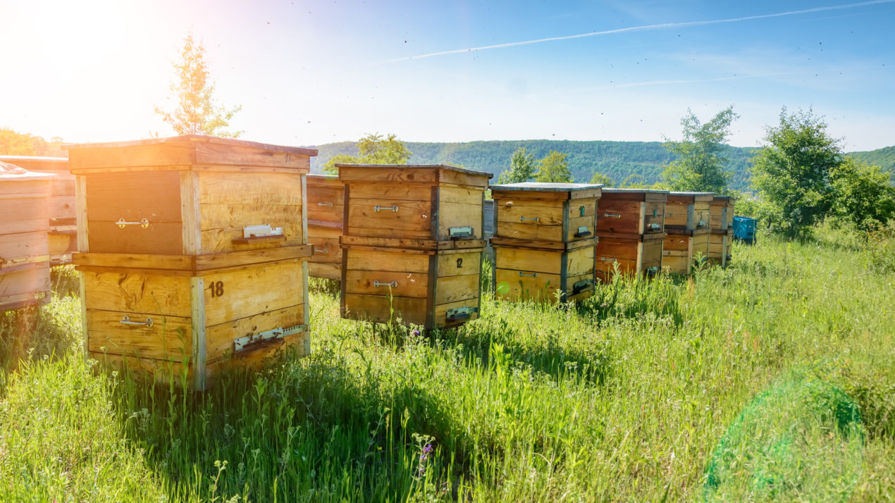 Help’s Available For Honey Bee Hives