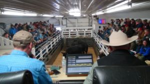 Backlog of cattle cleared, Lanesboro Sales Commission set to reopen auction services