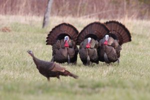 Spring Turkey Season To Have Bonus Harvest Authorizations