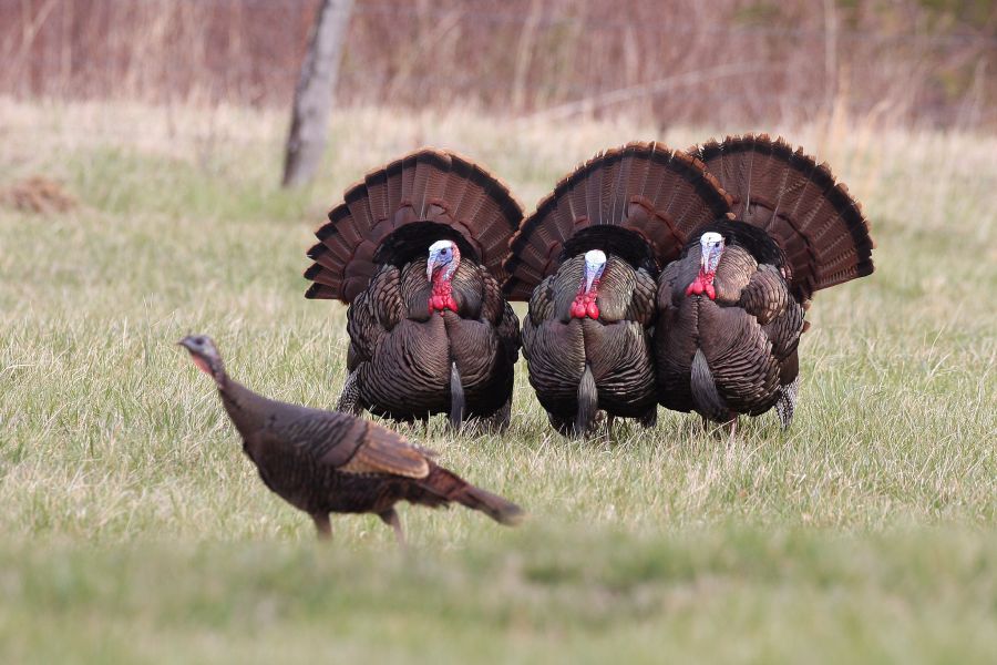 Spring Turkey Season Begins April 15