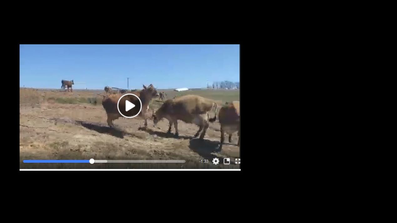 Cow Springing Spring Time Fun - First Steps Out On Pasture This Spring - Mid-West ...