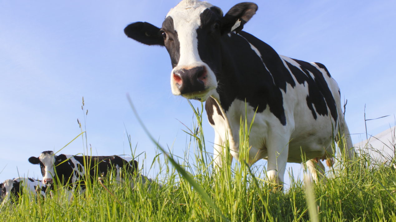 “Adopt a Dairy Cow” to Support Food Banks & Farmers