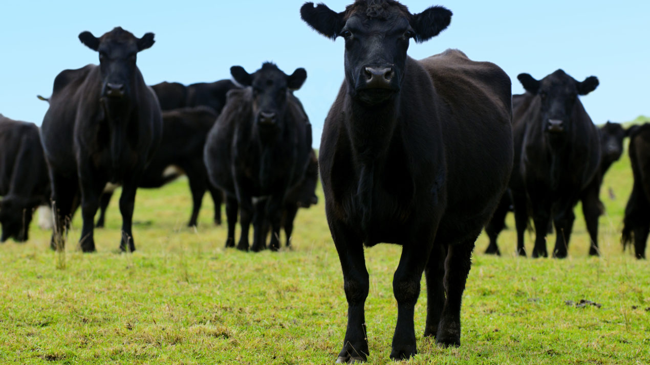 Study Shows Beef Industry Losses Total $13.6 Billion