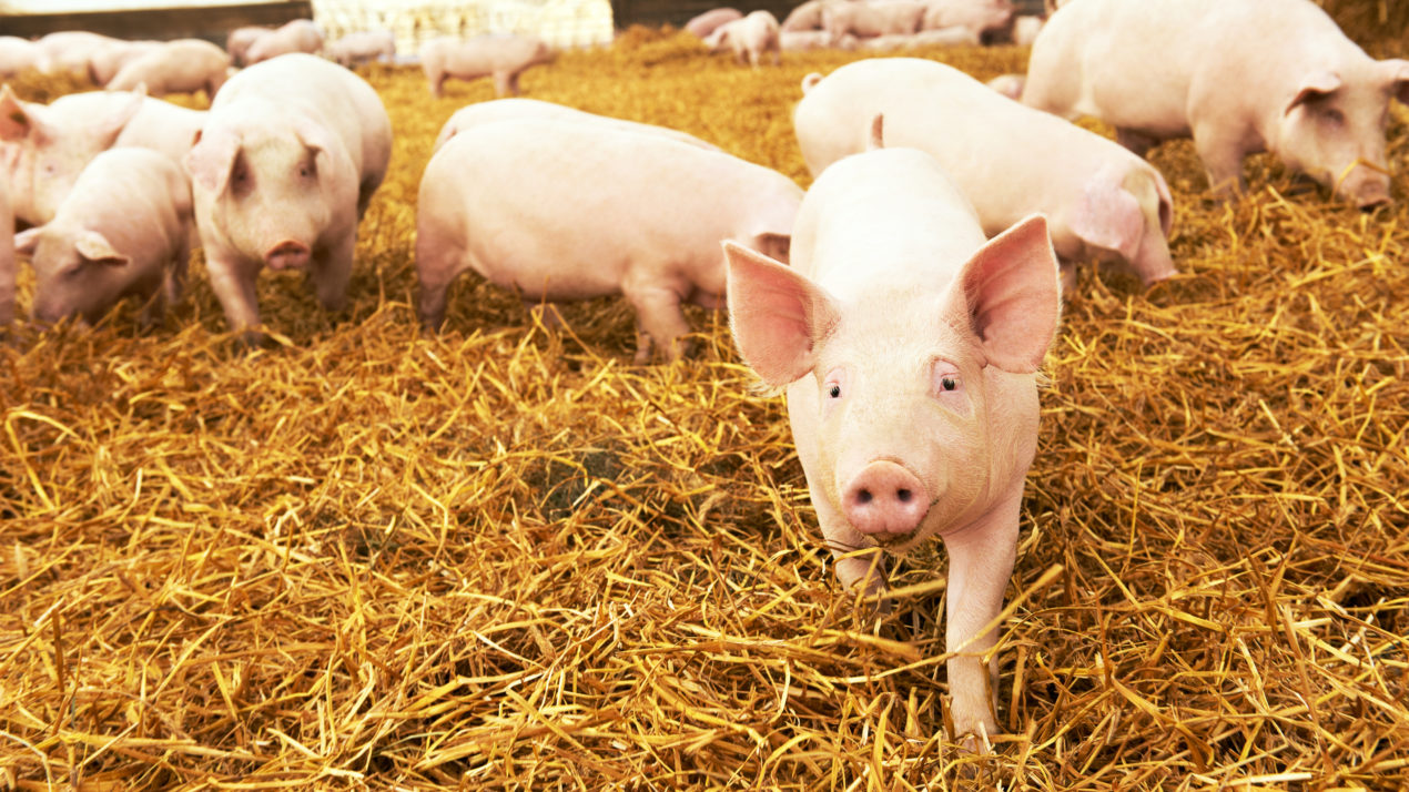 Program Designed To Keep Producers From Euthanizing Hogs