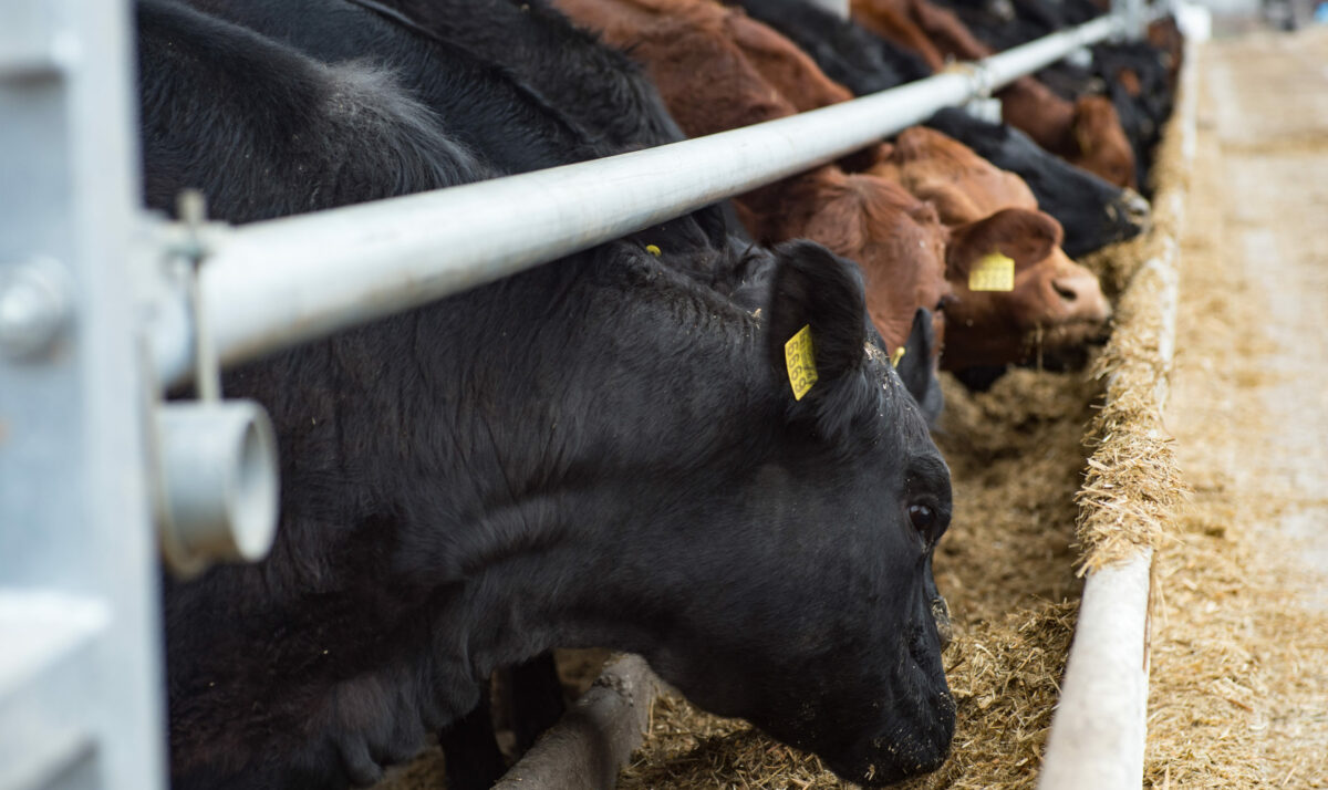 Cattle Market Remains Steady