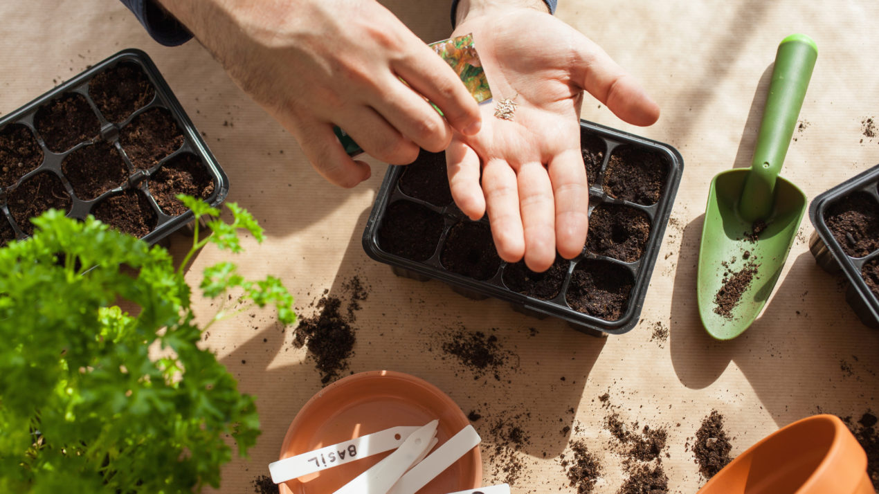 Learn to garden from home! UW-Extension offers virtual seed starting guides