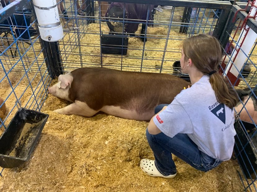 For Youth Exhibitors, The Impact of a Canceled Fair is Enormous