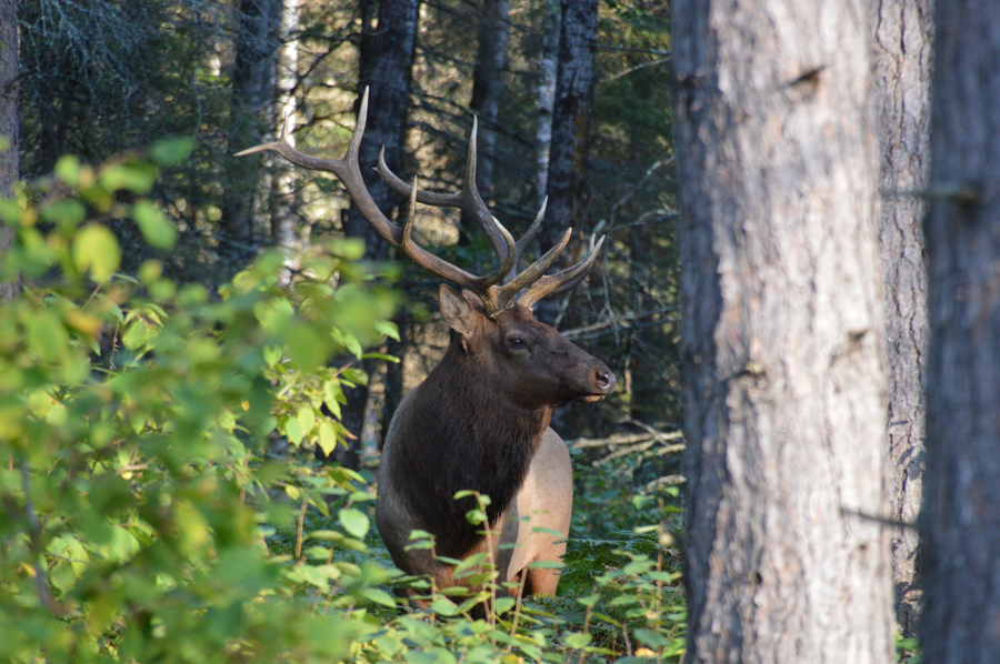 Elk Hunt License – Still Available