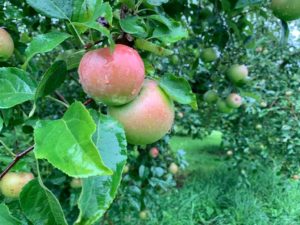 Despite Spring Challenges, Apples are Looking Good