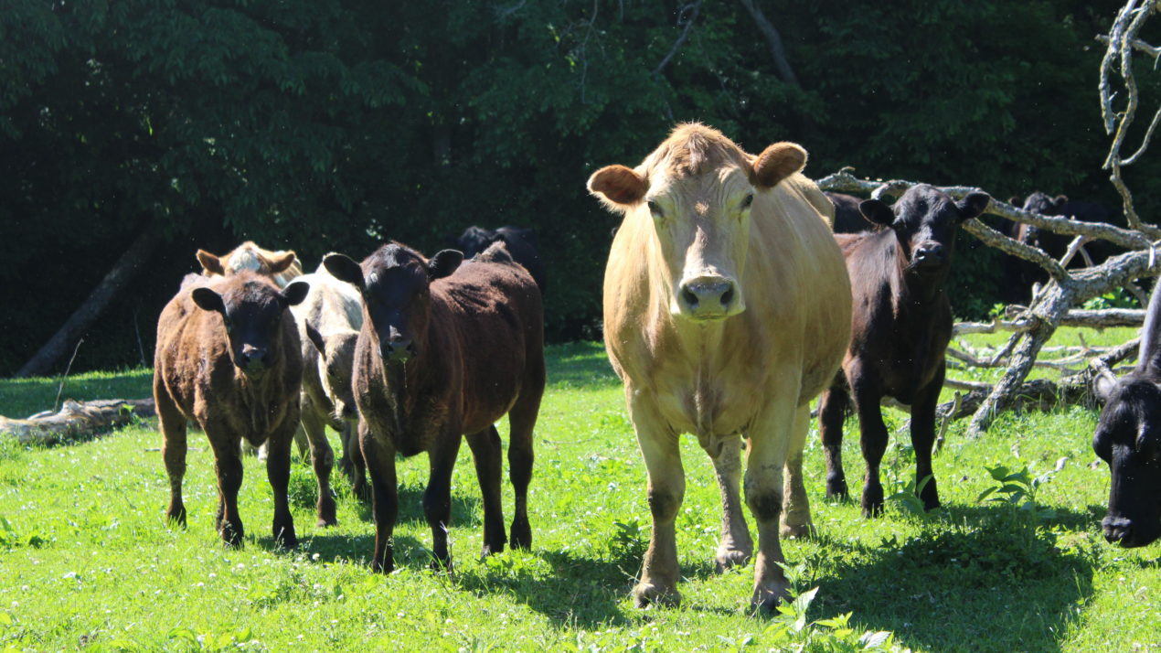 Minnesota Department of Agriculture helps connect farmers needing forage to public lands