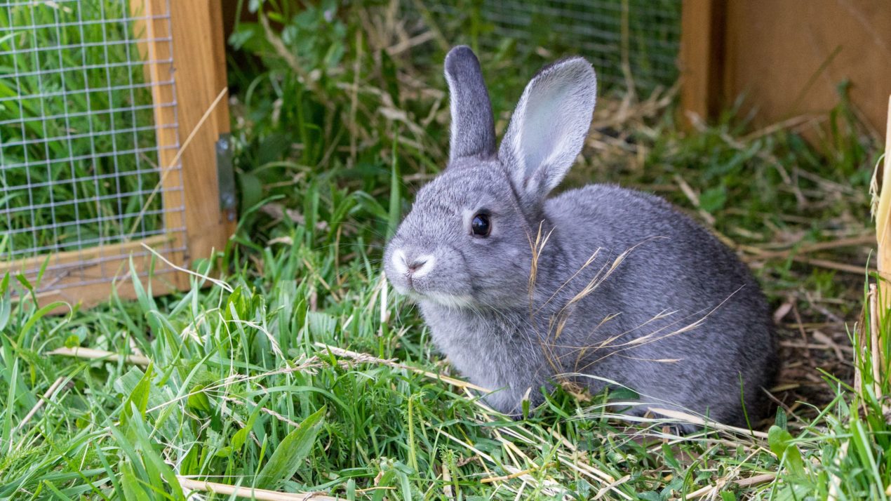 Rabbit Hemorrhagic Could Threaten States Population