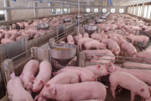 “We are three weeks away from not having pork on the shelves.” -Worthington pork plant euthanizes 3,000 hogs per day