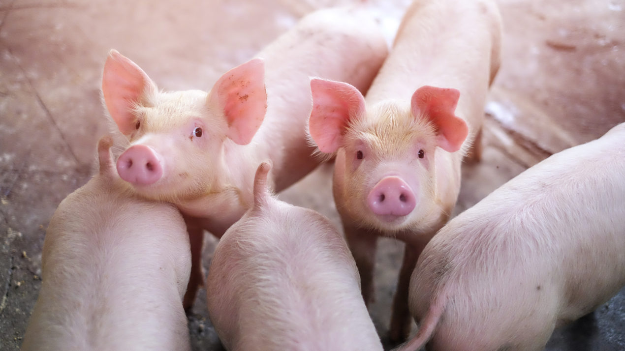 Bacon Farmers Seek Immediate Pandemic Relief Action
