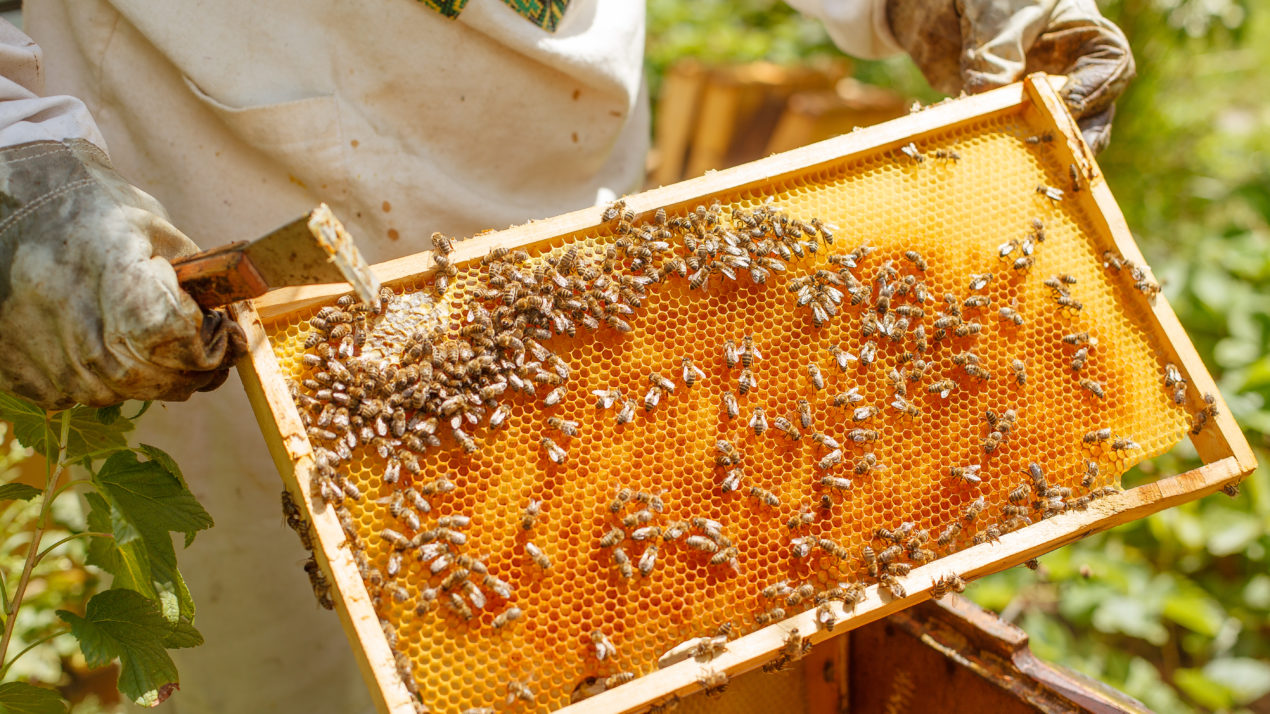 Wisconsin Honey Producers Keep Buzzing Despite Challenges