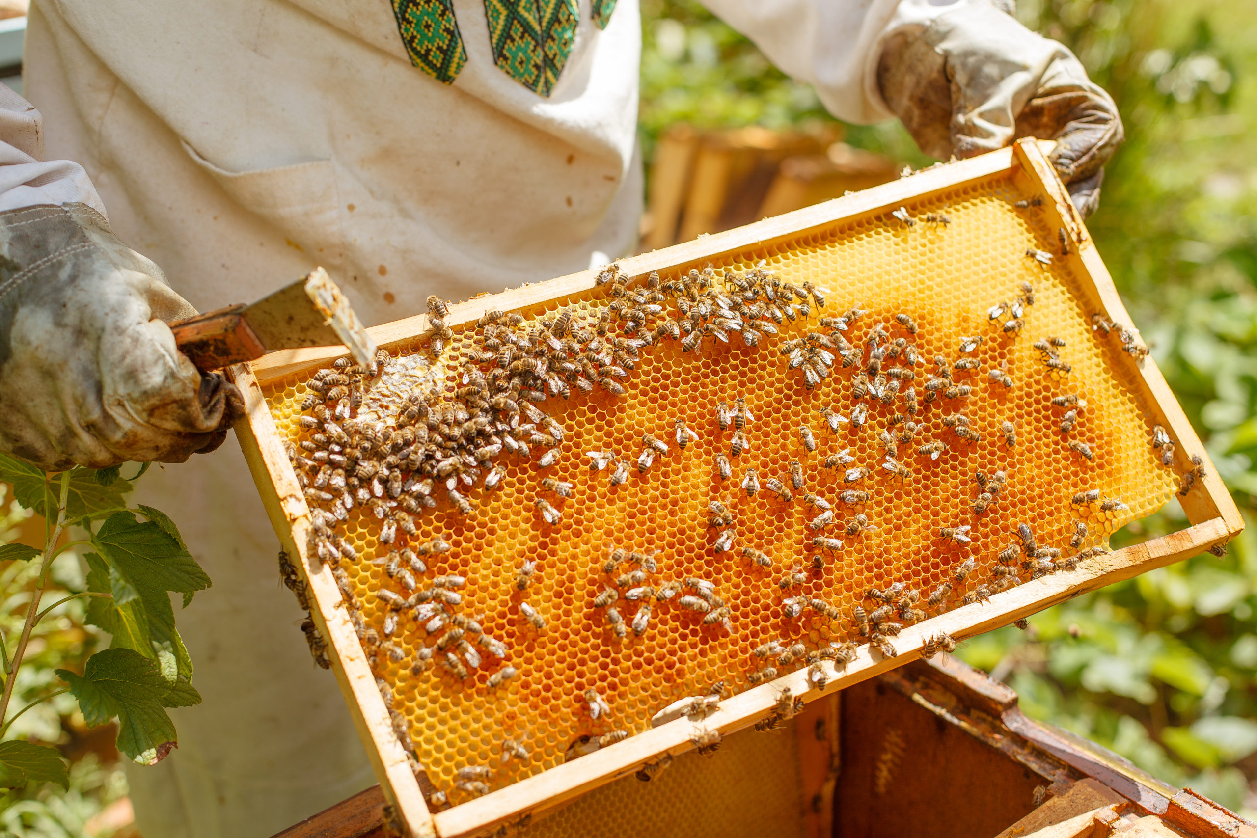 Wisconsin Honey Producers Keep Buzzing Despite Challenges MidWest