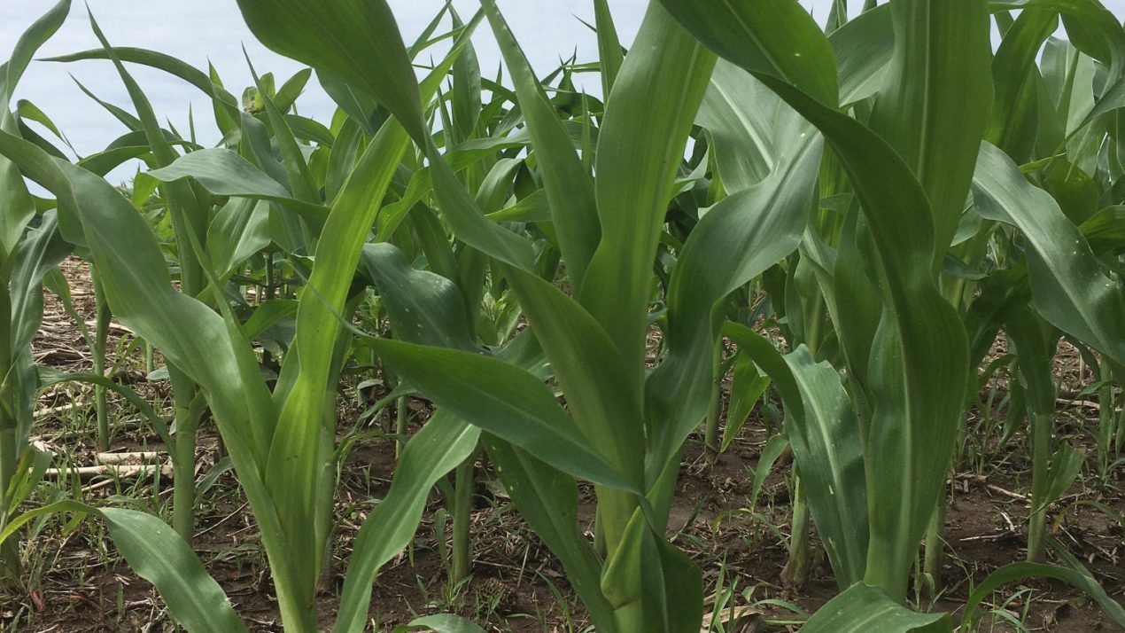 Nation’s corn, soybean crops rate high as month ends