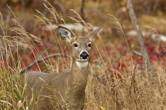 Deer Farm Tests Positive For CWD