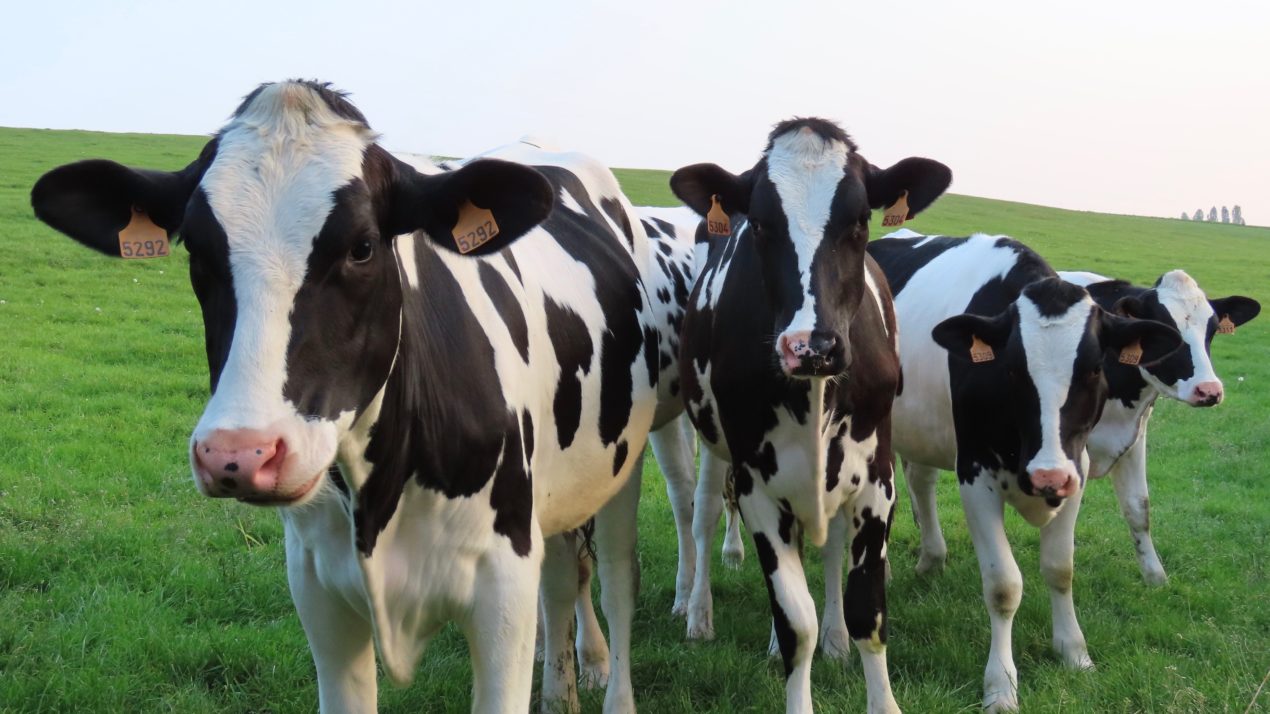 Video Should Help With Animal Disease Traceability