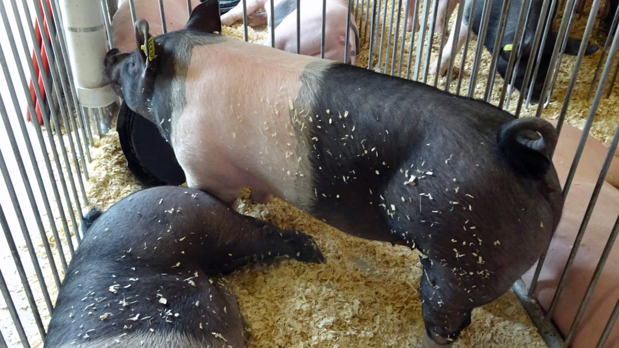 Green County Youth Exhibitors Can Still Sell Animals Despite Canceled Fair
