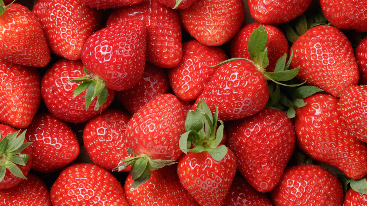 Cool spring puts small delay on strawberry season