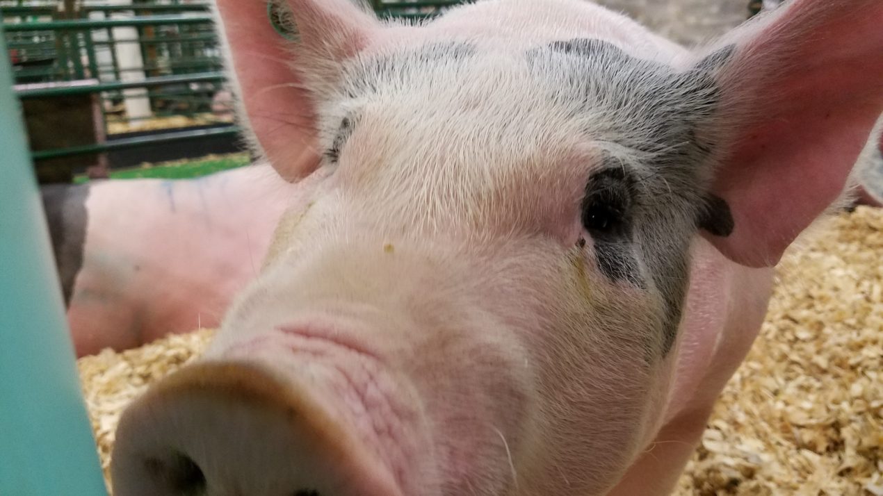 Winnebago County Fair Announces Cancellation - Mid-West Farm Report