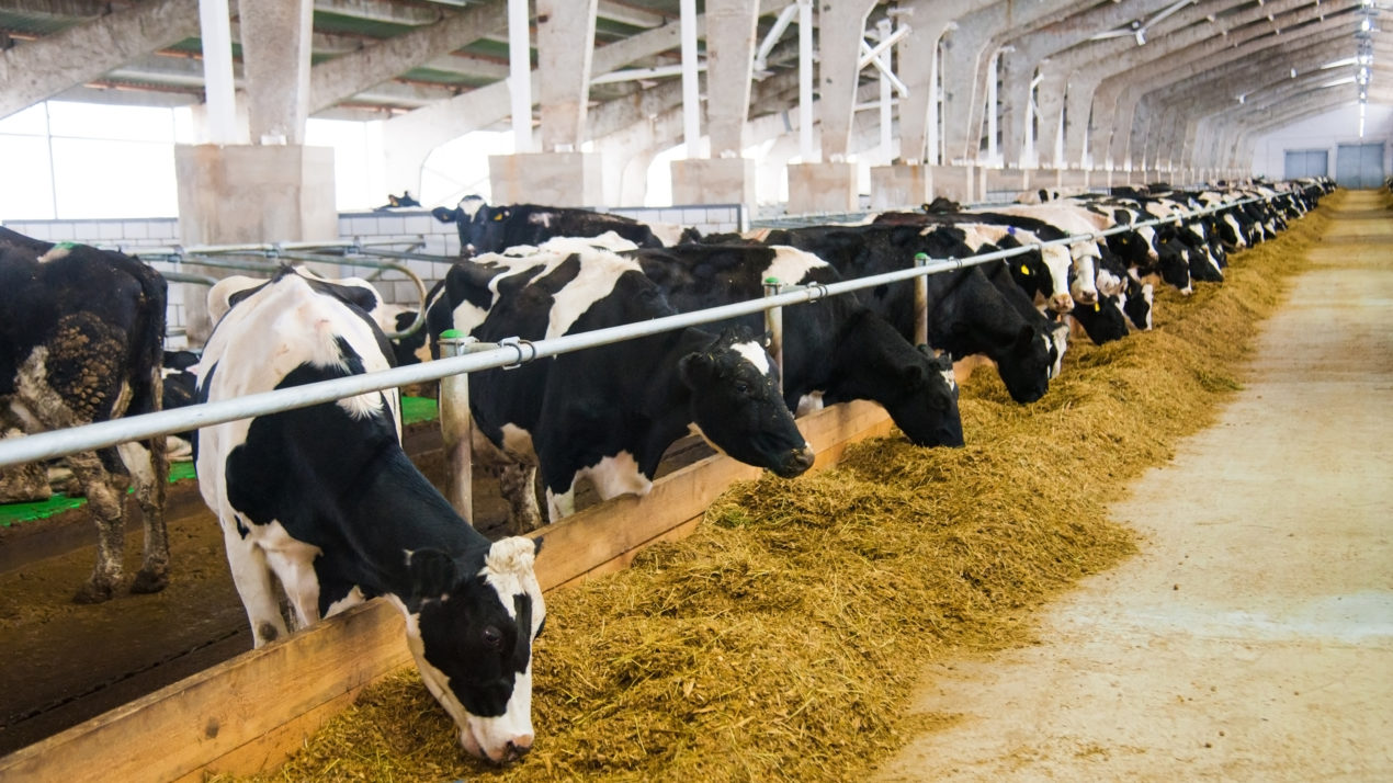 Global Dairy Tech Start-up Spotlight Introduced to Industry