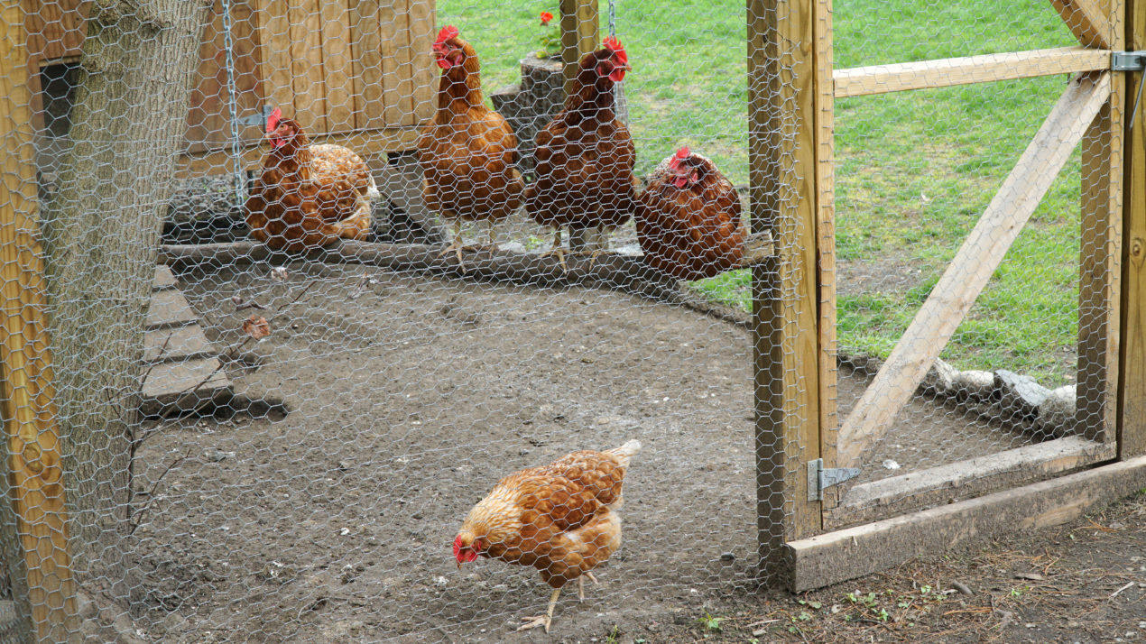 Being “Cooped” Up Leads to Huge Interest in Raising Chickens