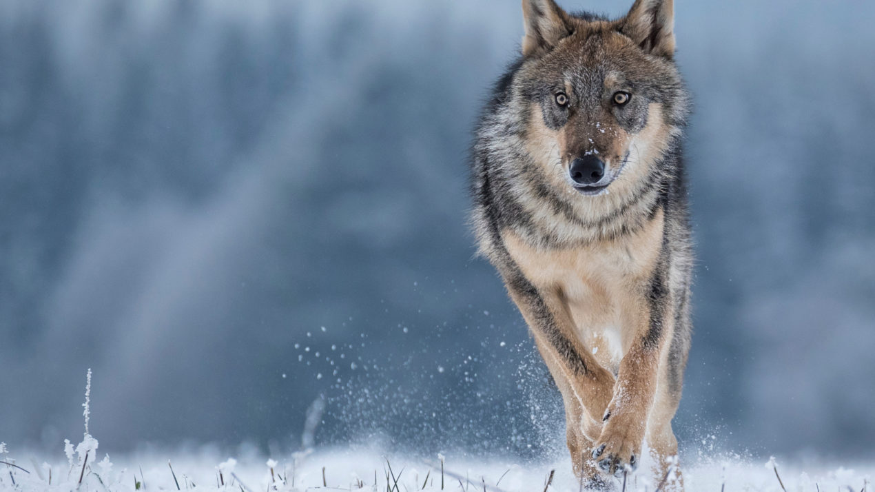 Johnson Continues Push to Delist Gray Wolves in Wisconsin