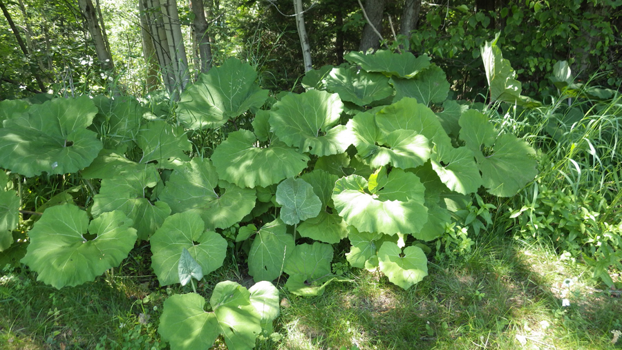 Highly Invasive Plant Found in Wisconsin for Second Time