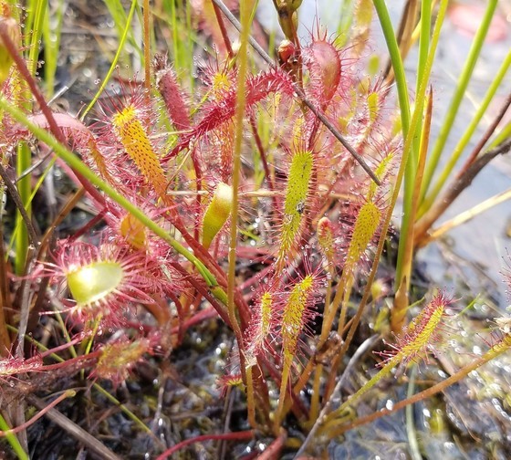 Carnivorous Plant Last Seen 40 Years Ago Among Finds by Rare Plant Detectives