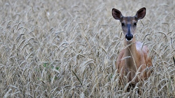 Bonus Antlerless Deer Harvest Authorizations On Sale In August