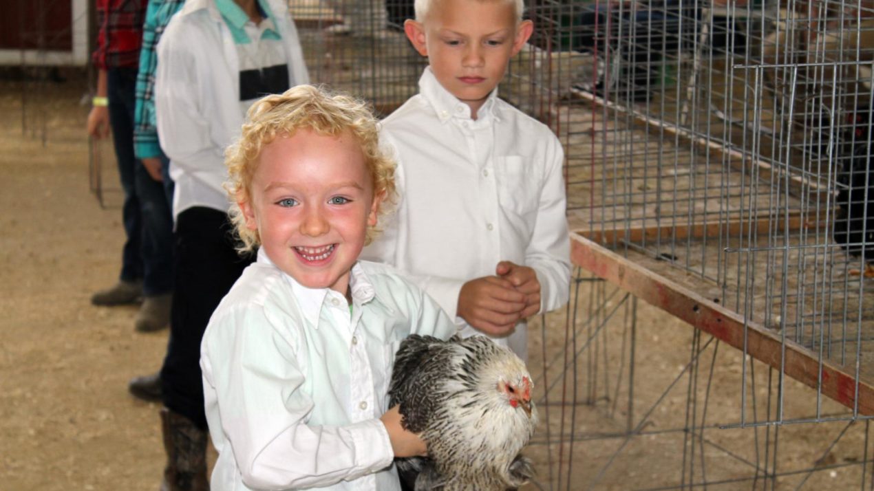 Local youth to showcase birds at special event Sunday, after cancellation of fair