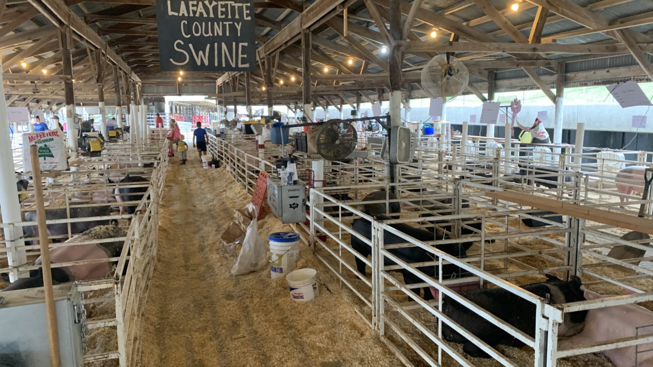 Lafayette County Youth Grateful Their Fair Still Took Place