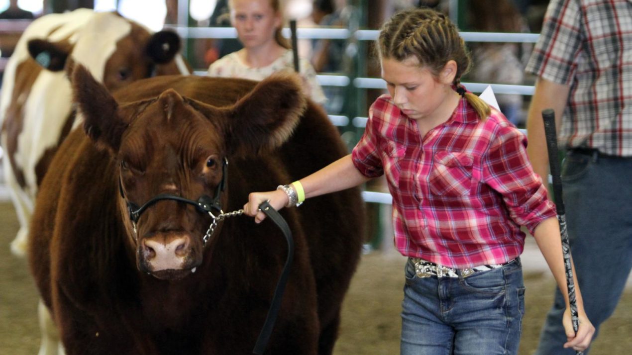 Youth livestock expo provides Dodge Co. youth with socially-distanced way to show projects